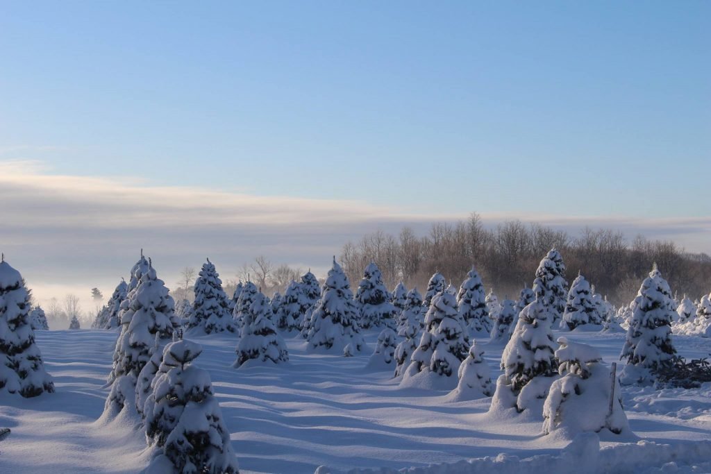 Bailey Family Christmas Trees: farm photo