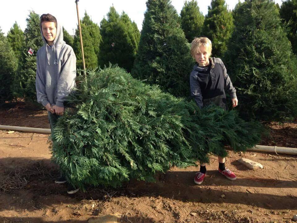 Peltzer Pines – Silverado Tree Farm: farm photo