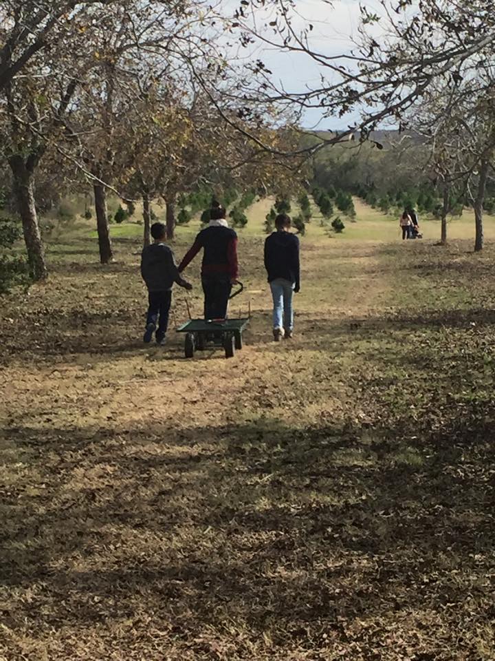 Seiler's Christmas Tree Farm: farm photo
