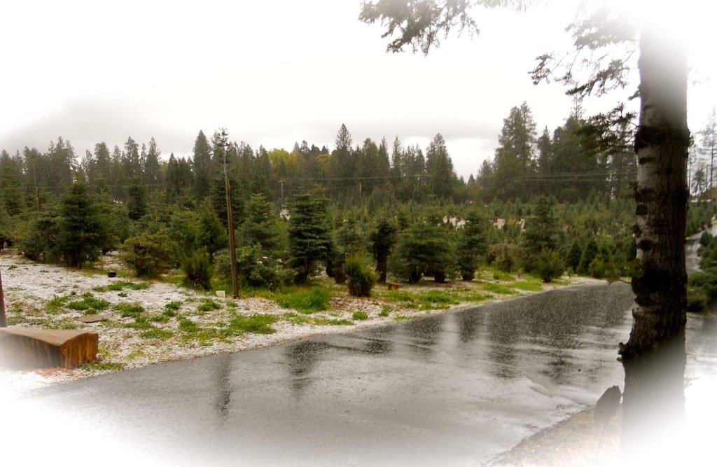 Carson Ridge Evergreens: farm photo