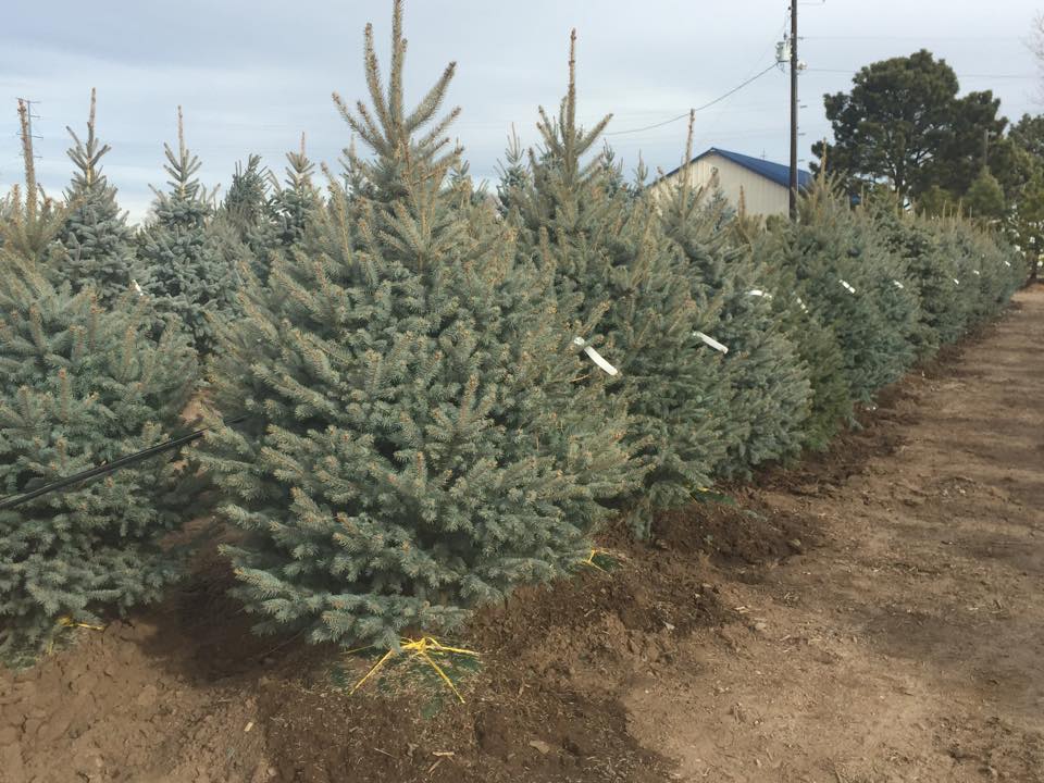 Heidrich’s Colorado Tree Farm Nursery LLC: farm photo
