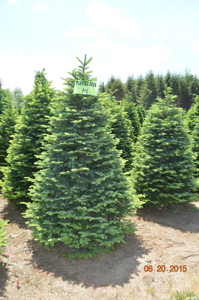 Hubert's Christmas Trees: farm photo