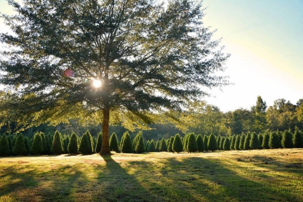 Muddy Creek Christmas Tree Farm: farm photo