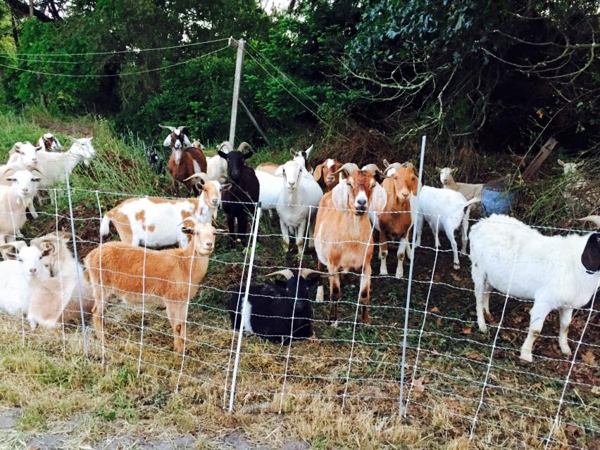 Garlock Christmas Tree Farm: farm photo