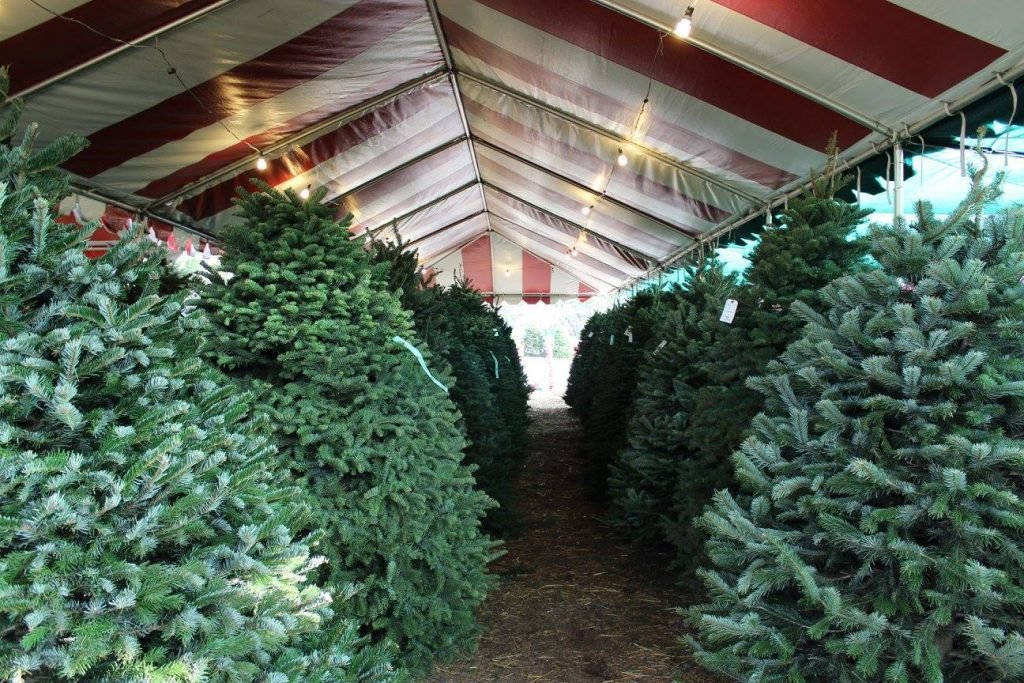 Mountain Pines Christmas Tree Farm: farm photo