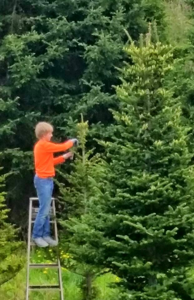 Beckwith Family Christmas Trees & Wreaths: farm photo