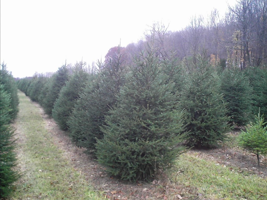 Abel's Trees: farm photo