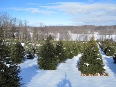 Abel's Trees: farm photo