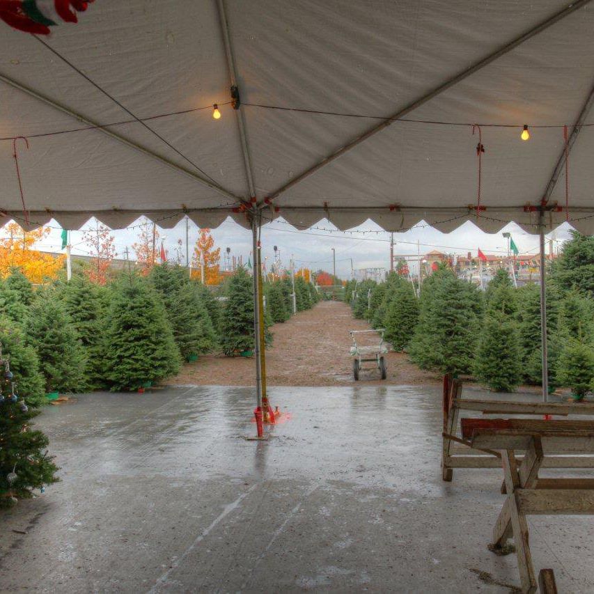 ABC Tree Farms LLC: farm photo