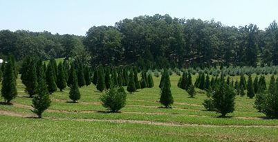 Papa Santa’s Christmas Tree Farm: farm photo