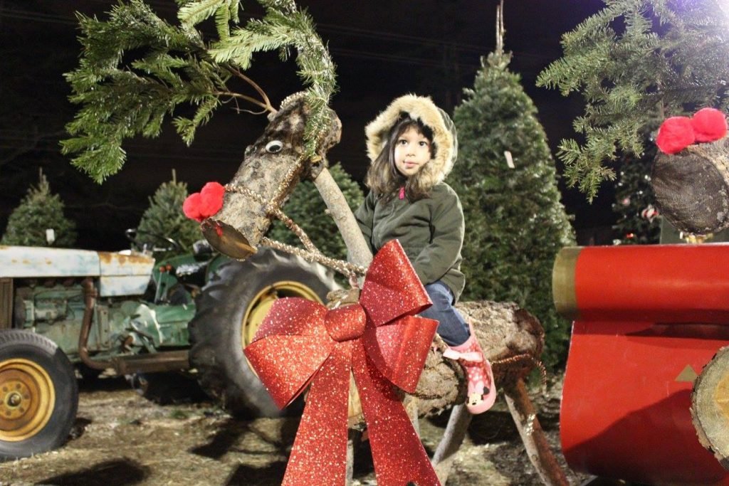 Mountain Pines Christmas Tree Farm: farm photo