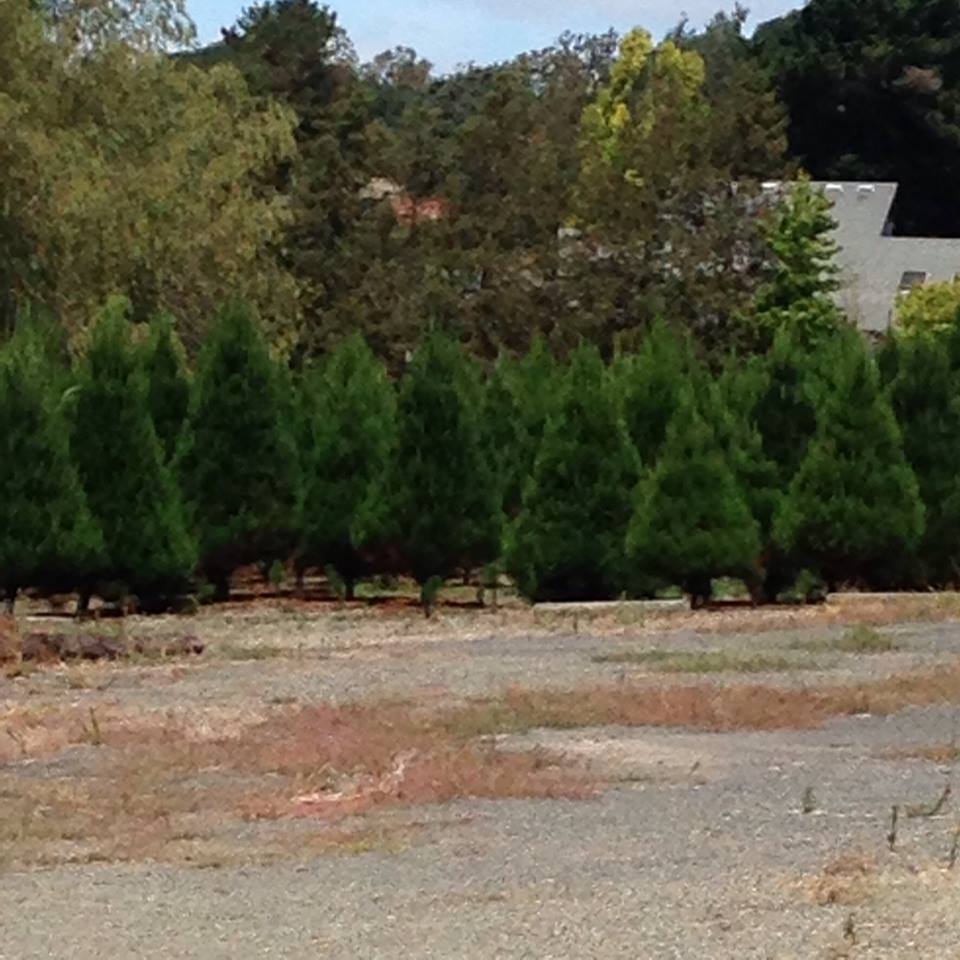 Larsen's Christmas Tree Farms: farm photo