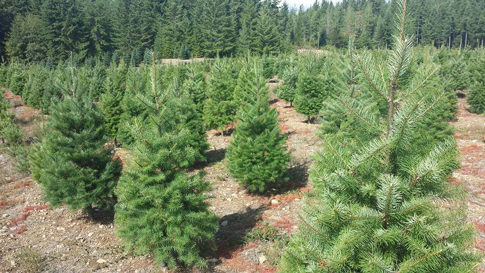 Hubert's Christmas Trees: farm photo