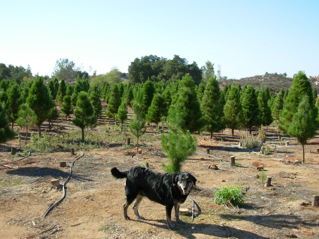 Wickerd Farm: farm photo