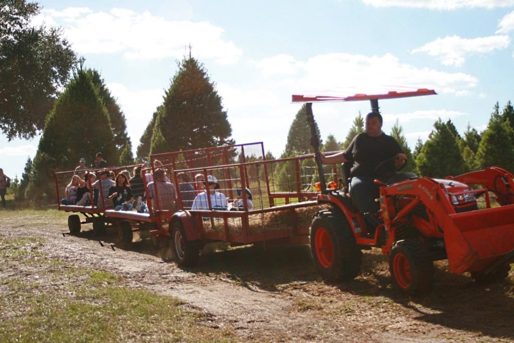 Santa’s Christmas Tree Forest: farm photo