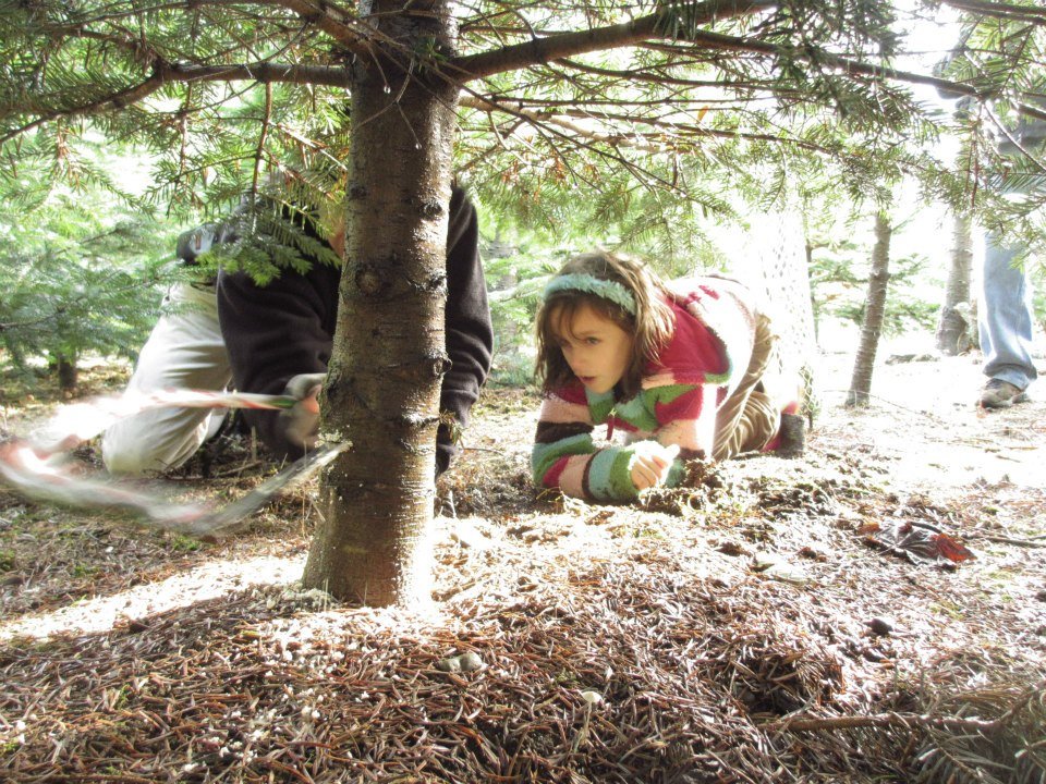 Mountain Creek Christmas Tree Farm: farm photo