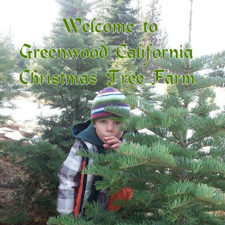Greenwood Christmas Tree Farm: farm photo