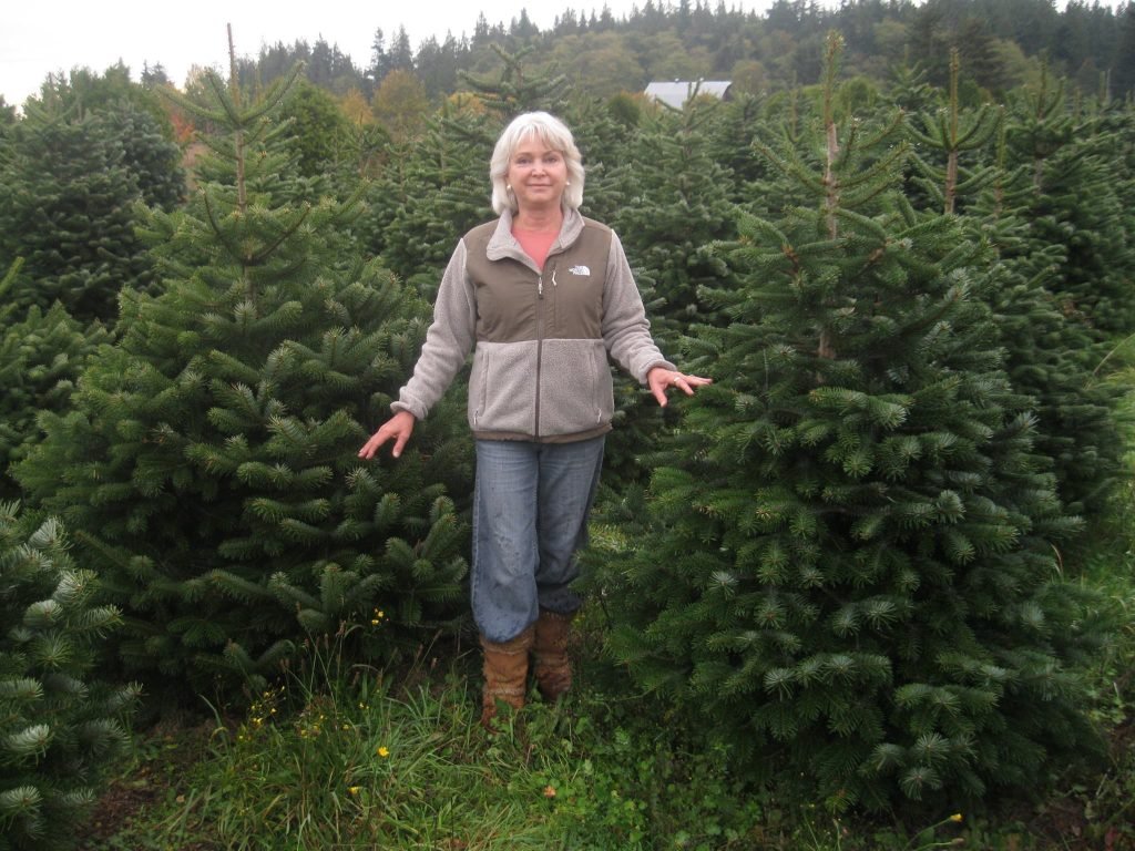 Lazy J Tree Farm: farm photo