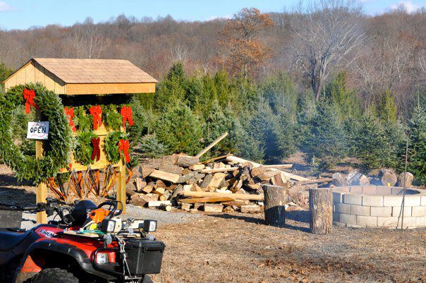 Miller Tree Farm: farm photo