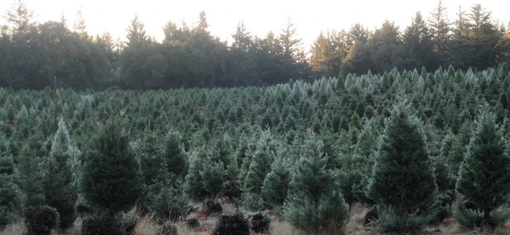Crest Ranch: farm photo