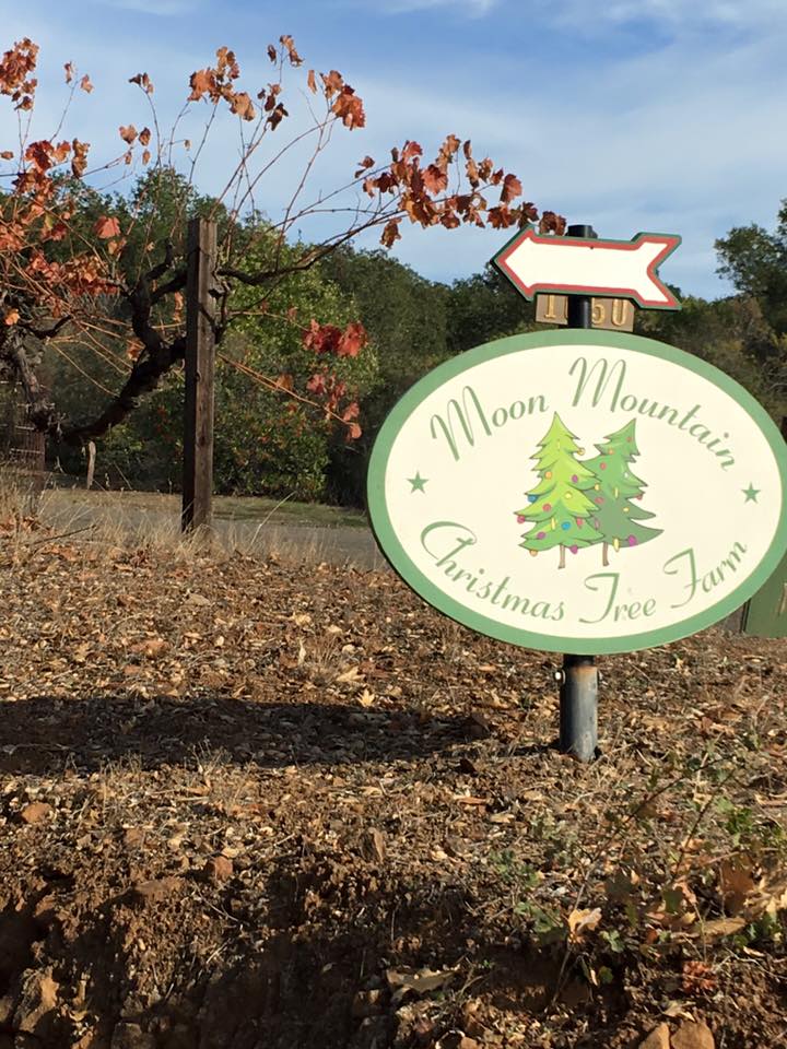 Moon Mountain Christmas Tree Farm: farm photo
