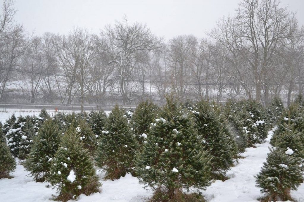 Abe's Tree Farm: farm photo