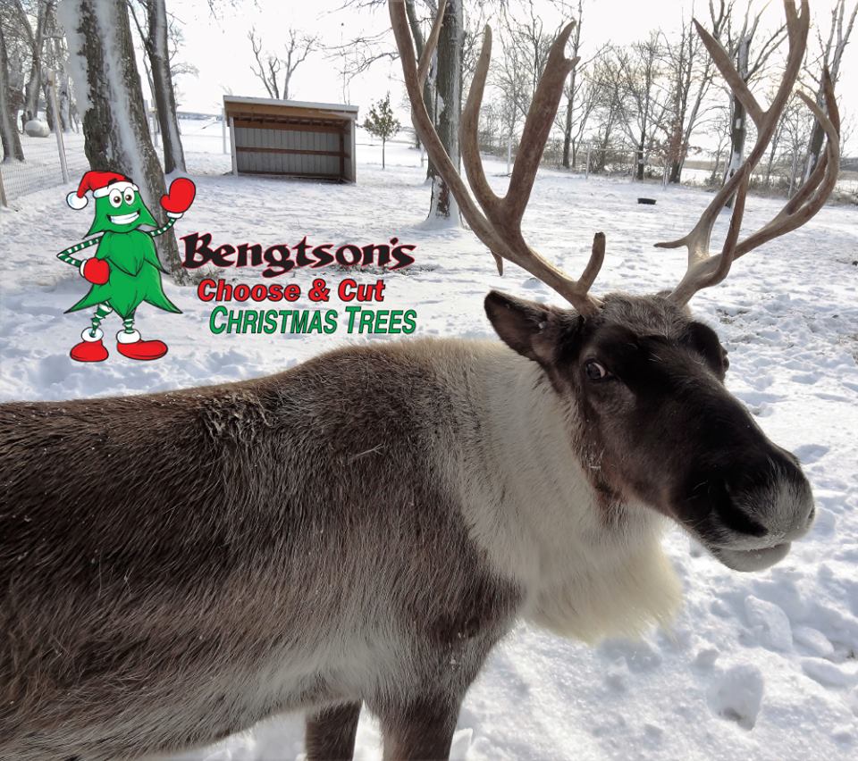 Bengtson Christmas Tree Farm: farm photo