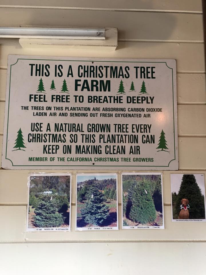 Moon Mountain Christmas Tree Farm: farm photo