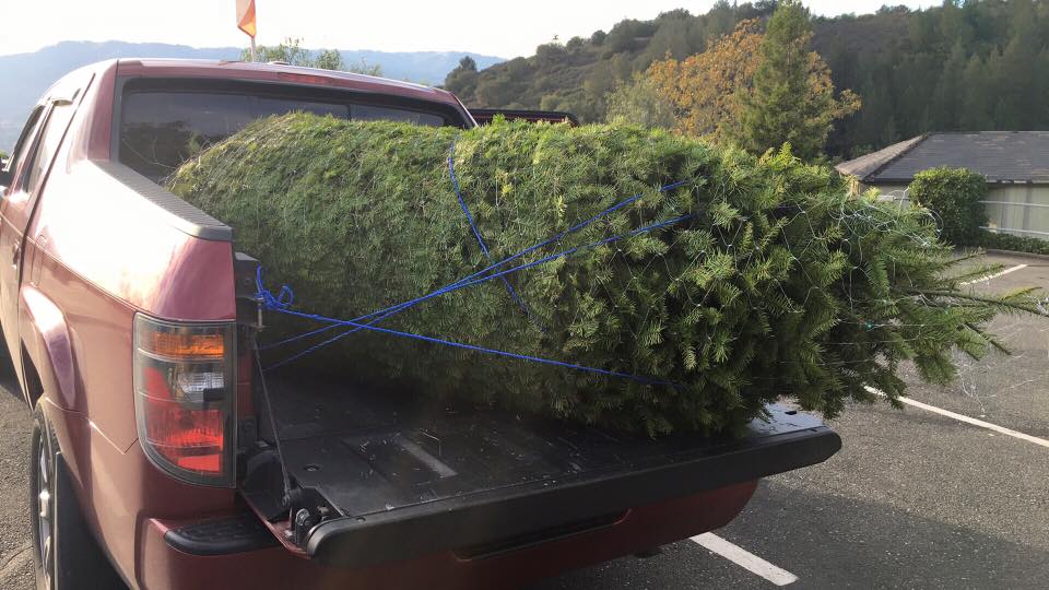 Moon Mountain Christmas Tree Farm: farm photo