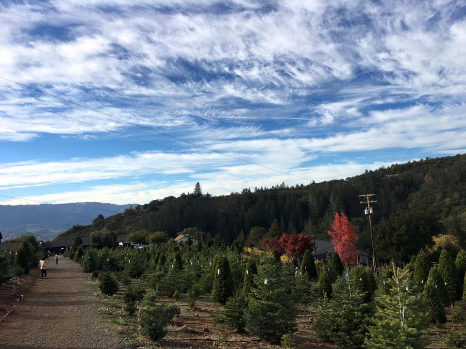 Moon Mountain Christmas Tree Farm: farm photo