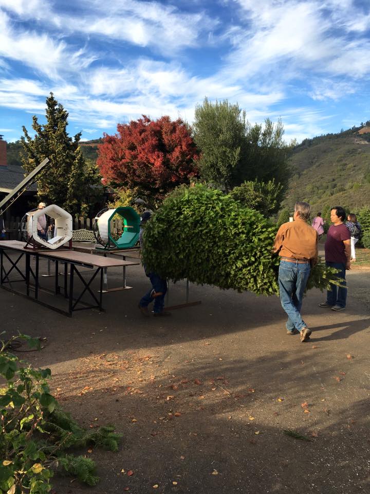 Moon Mountain Christmas Tree Farm: farm photo