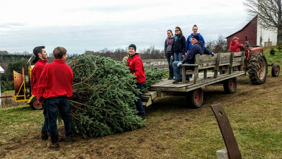 Beckwith Family Christmas Trees & Wreaths: farm photo
