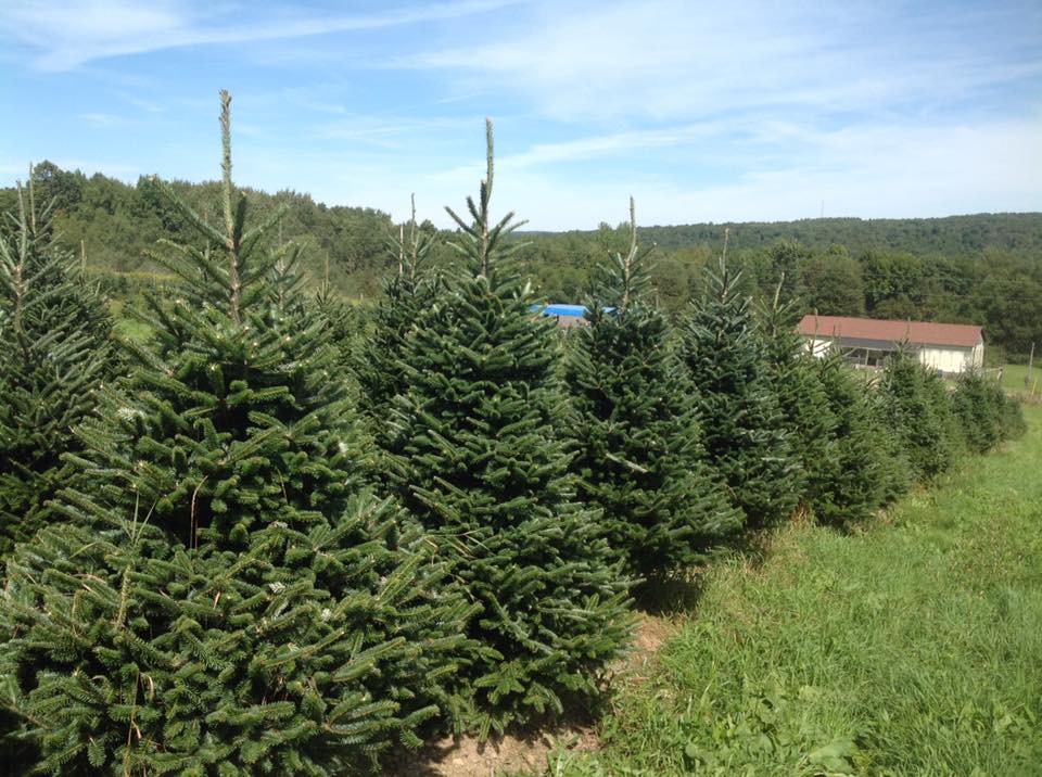 Berkey's Nursery: farm photo