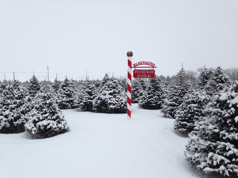 Bengtson Christmas Tree Farm: farm photo
