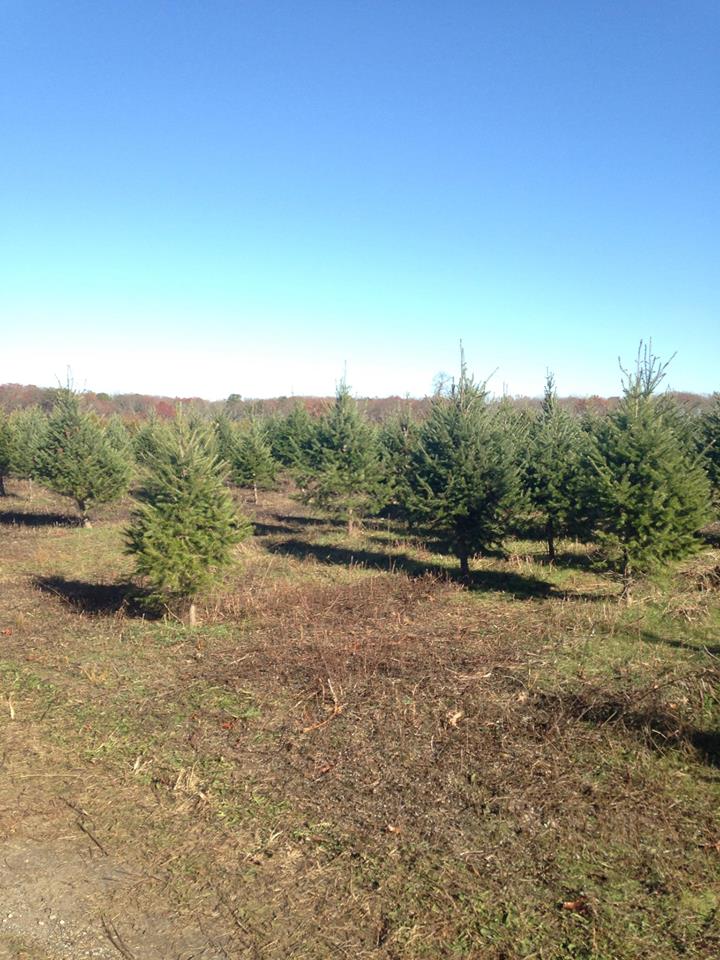 Baiting Hollow Nursery: farm photo