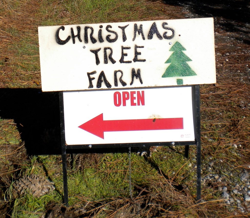 Anderson Christmas Tree Farm: farm photo
