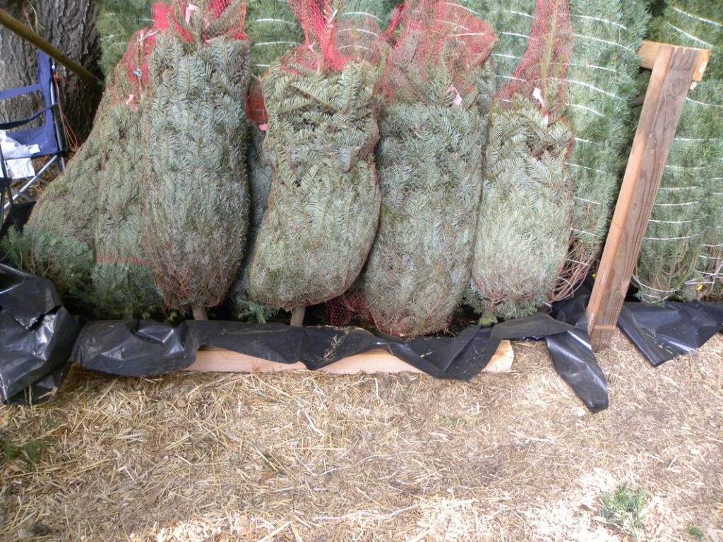 Wickerd Farm: farm photo
