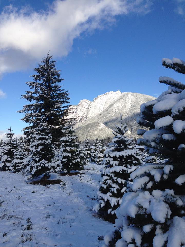 Crown Christmas Tree Farm: farm photo