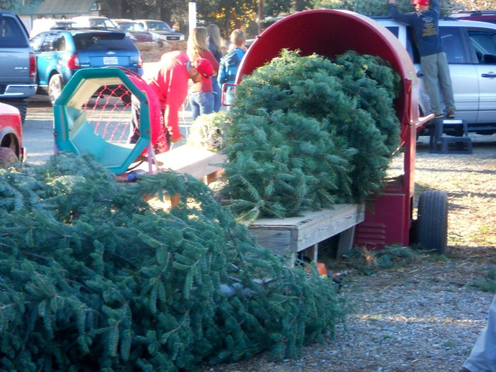 Carson Ridge Evergreens: farm photo