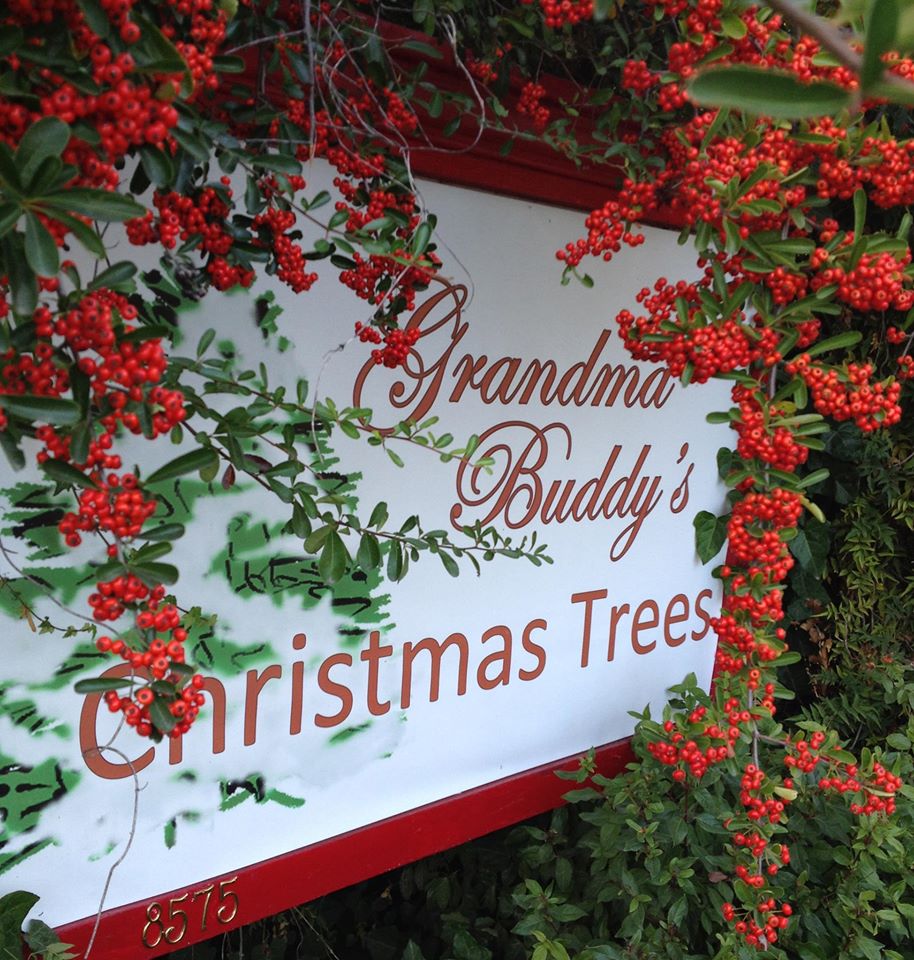 Grandma Buddy's Christmas Trees: farm photo