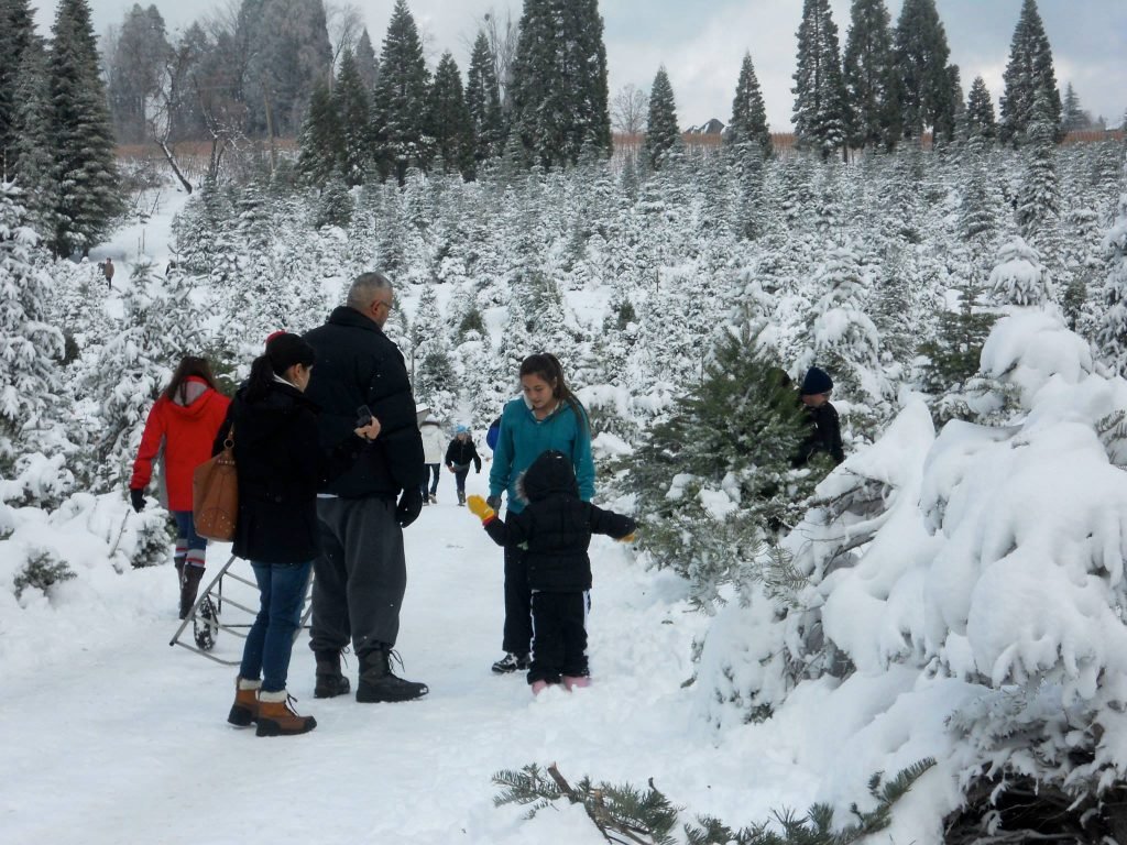 Carson Ridge Evergreens: farm photo