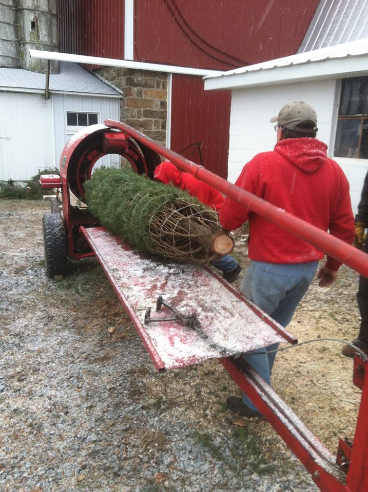 Valley View Christmas Tree Farm: farm photo