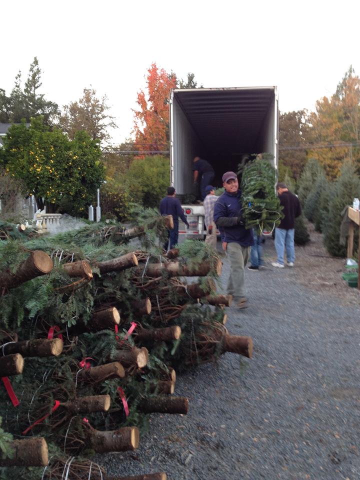 Grandma Buddy's Christmas Trees: farm photo
