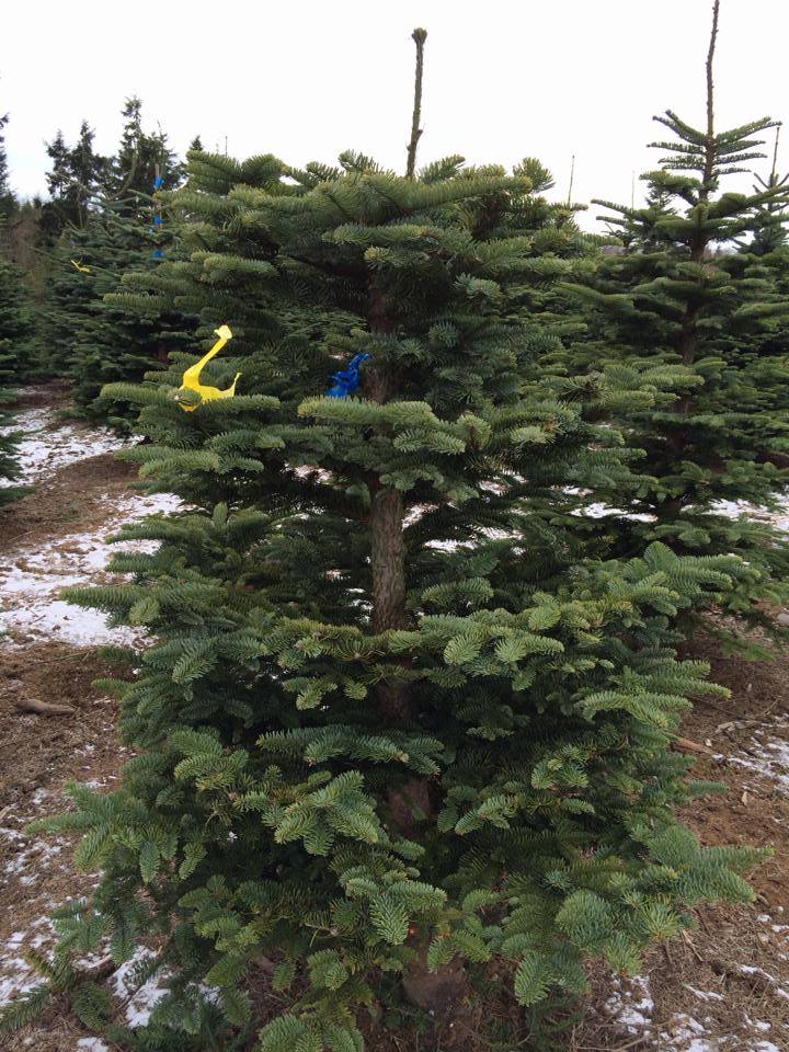 KC's Christmas Tree Farm: farm photo