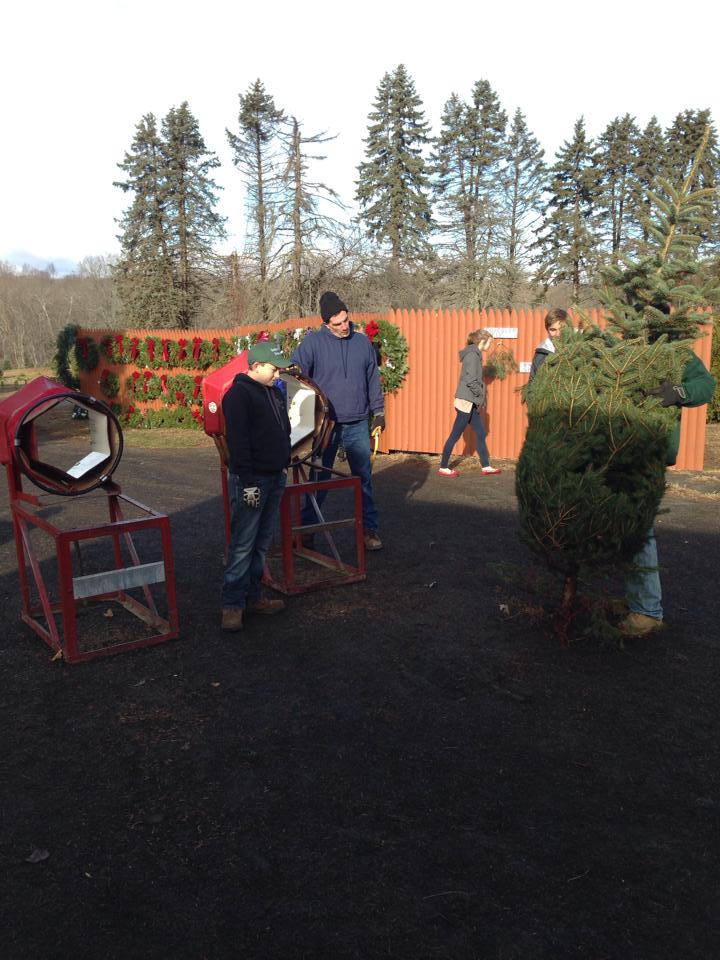 Schrempp's Christmas Tree Farm: farm photo