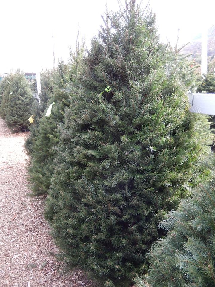 Clayton Valley Pumpkin Farm & Christmas Trees: farm photo