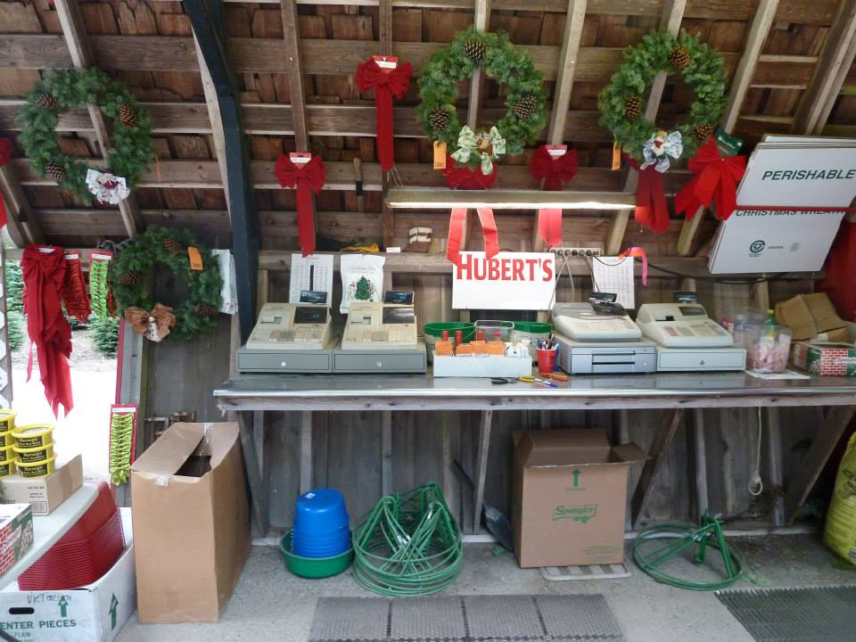 Hubert's Christmas Trees: farm photo