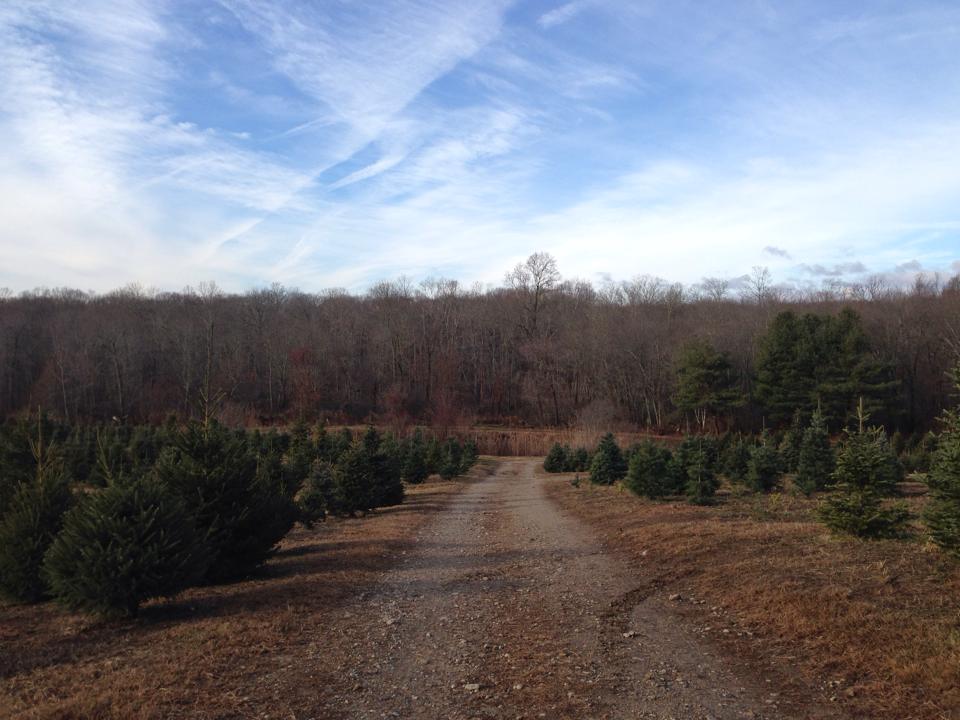 Schrempp's Christmas Tree Farm: farm photo