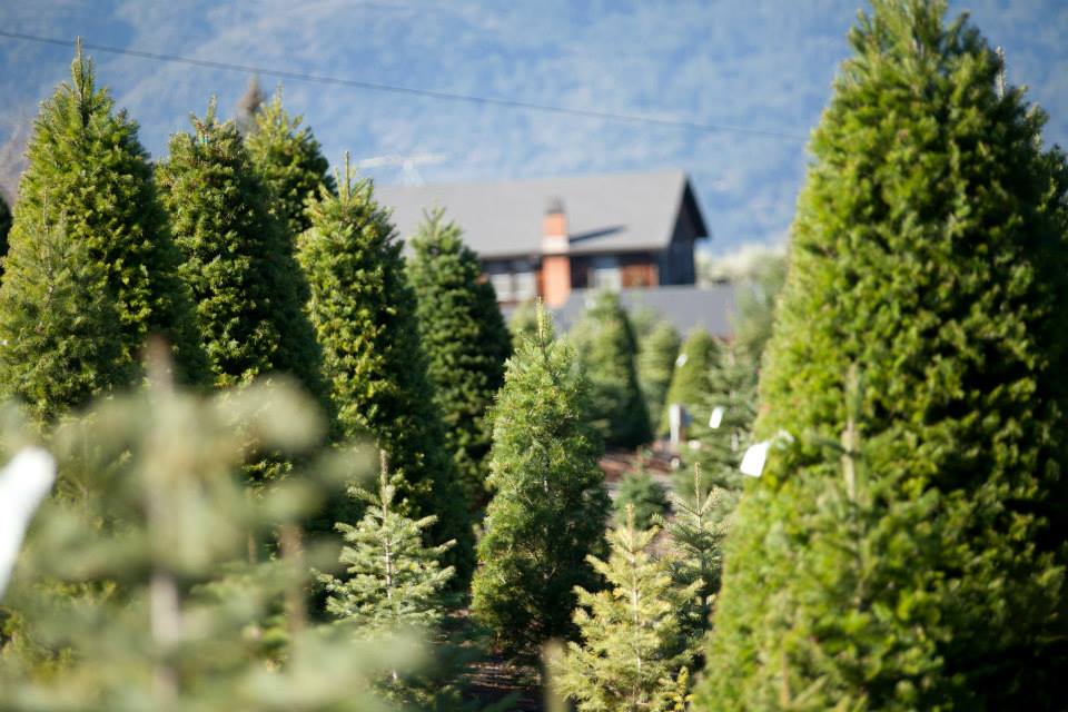 Moon Mountain Christmas Tree Farm: farm photo