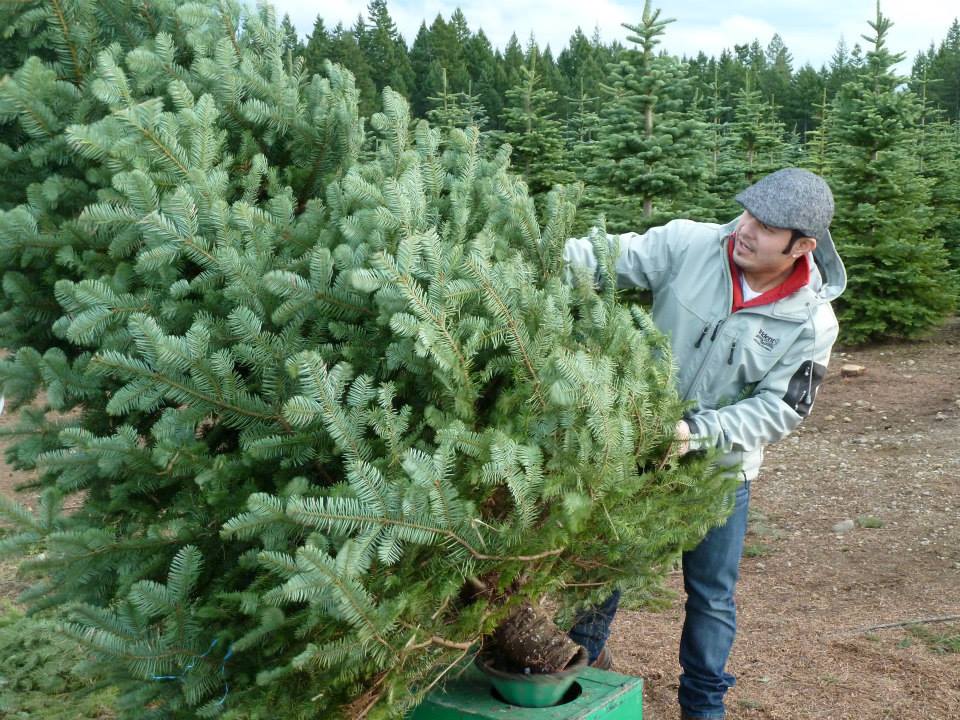 Hubert's Christmas Trees: farm photo
